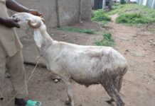 Stop violating rights of animals, rams – MURIC